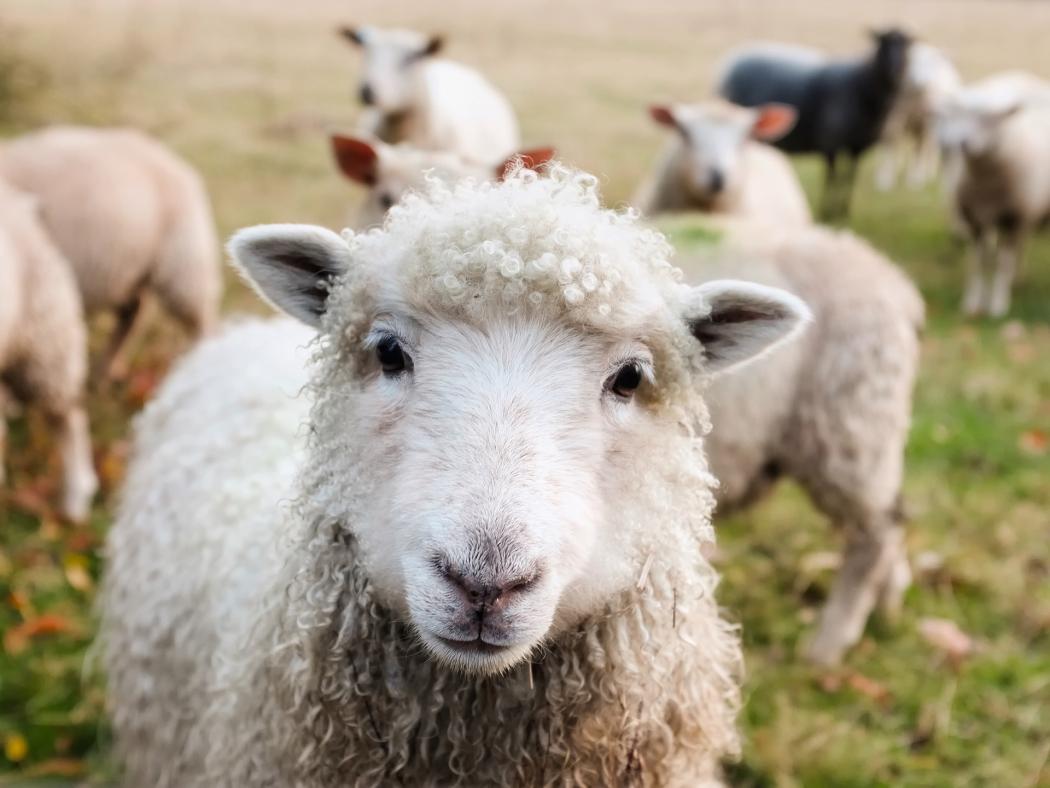 Mega granja de verano en el festival de verano de Bogotá 2019