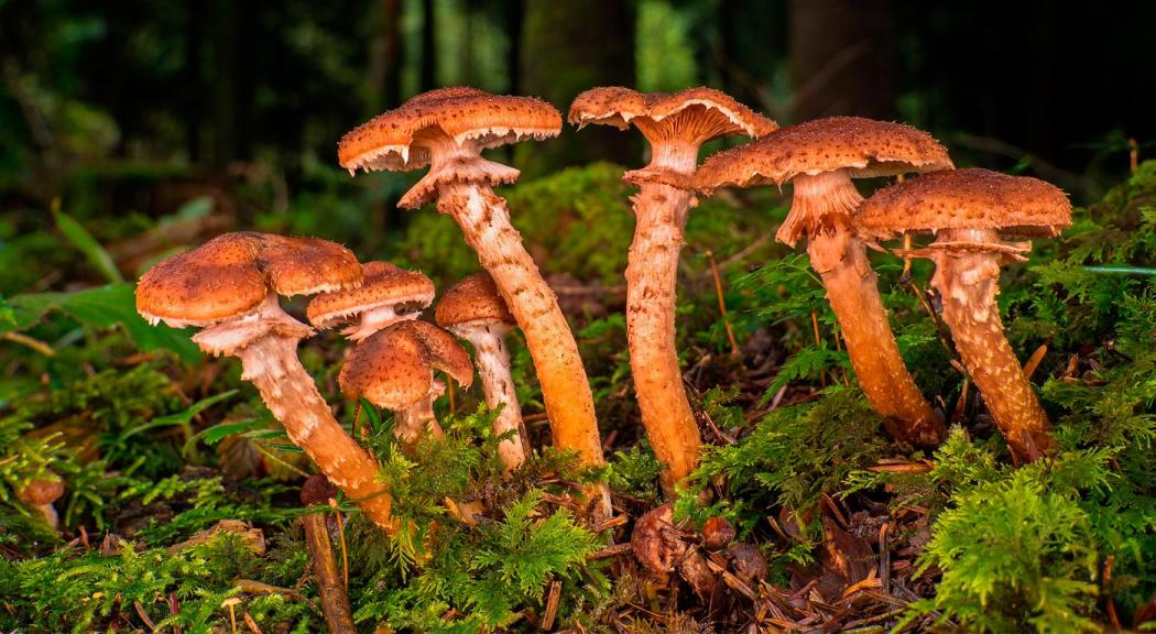 ¿Sabías que los hongos son comestibles? el Jardín Botánico te lo dirá