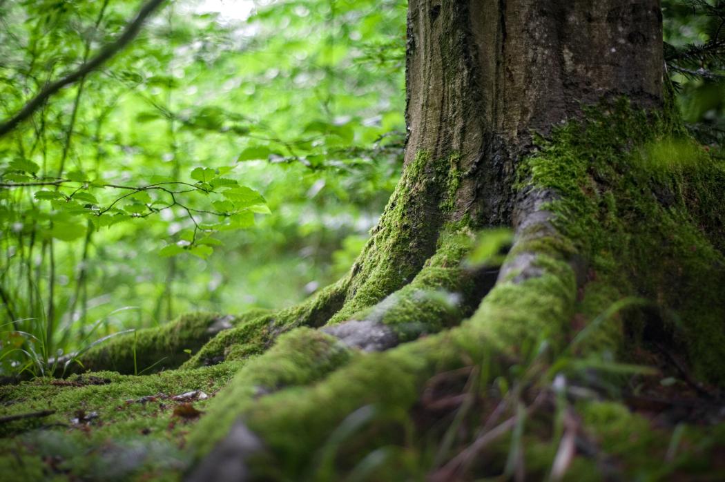 ¿Naturaleza Desquiciada? Descúbrela en el Jardín Botánico