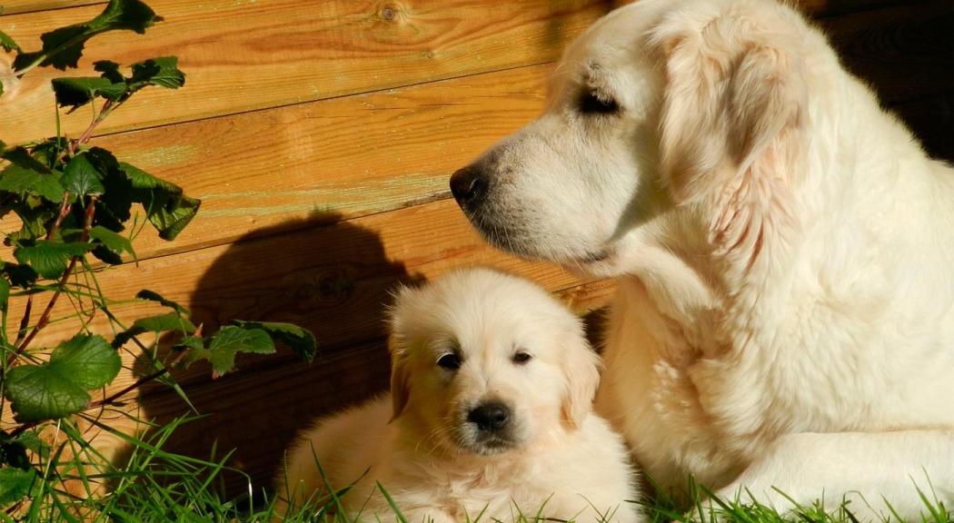 Jornada pedagógica en: Participación y acción cívica para el bienestar y protección animal