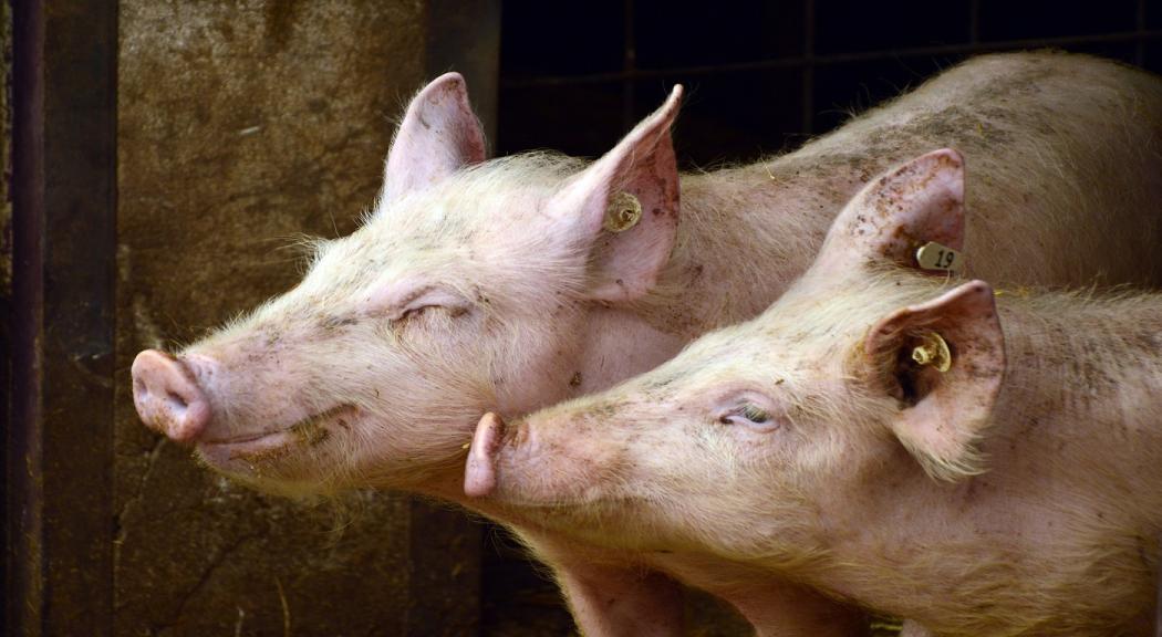 Capacitación sobre manejo y aprovechamiento de residuos sólidos porcícolas