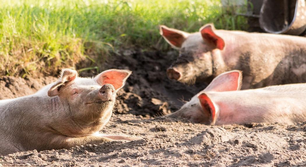 Capacitación sobre manejo y aprovechamiento de residuos sólidos porcícolas