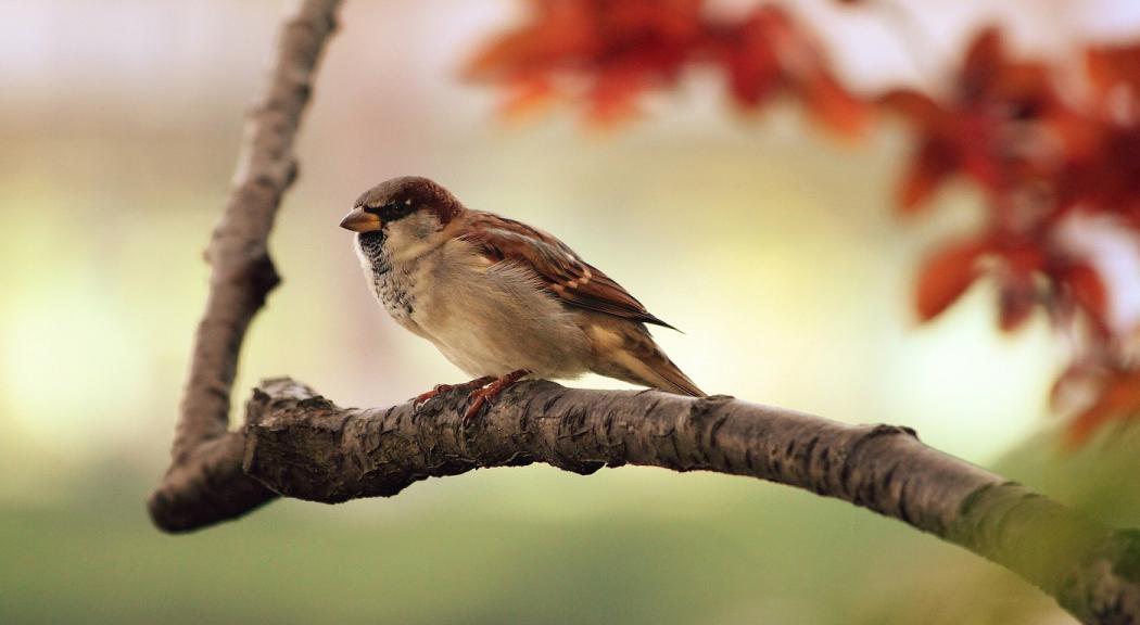 Ven a la jornada de Avistamiento de Aves en el parque La Florida, entrada gratuita