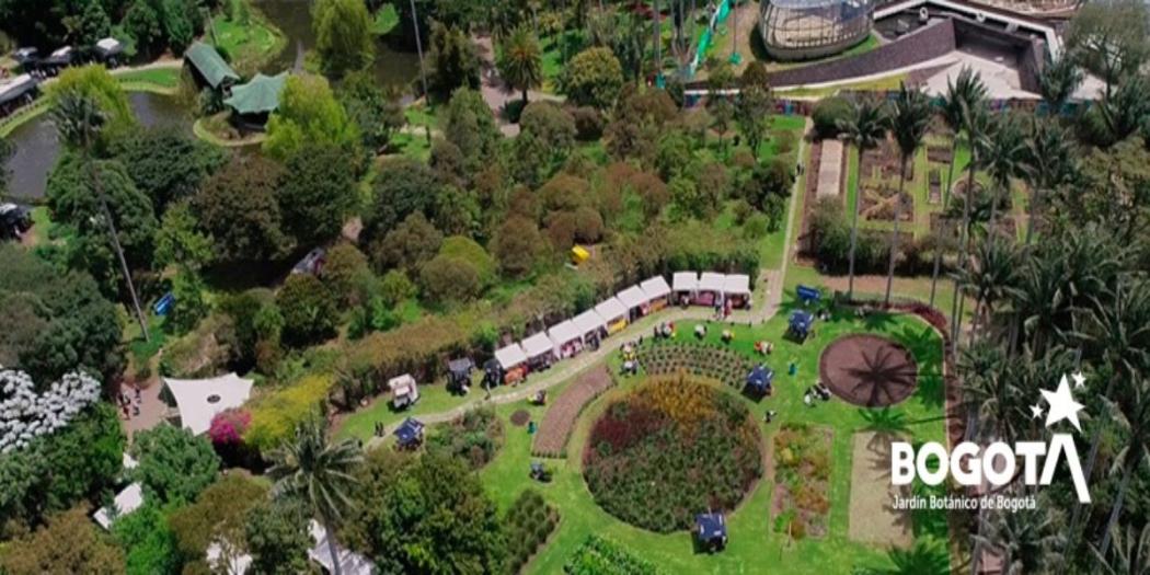 Día del Árbol: aprende a identificar cuando un árbol necesita ayuda