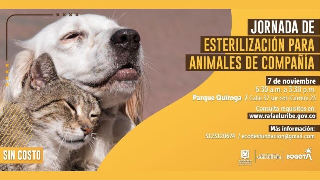 Imagen que muestra un perro y gato. 