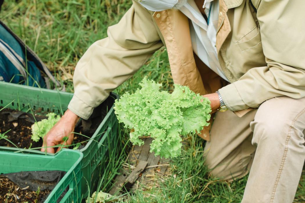 Tener una huerta en casa es un buena alternativa para cultivar tus propios alimentos y cuidar tu salud. Foto: Jardín Botánico