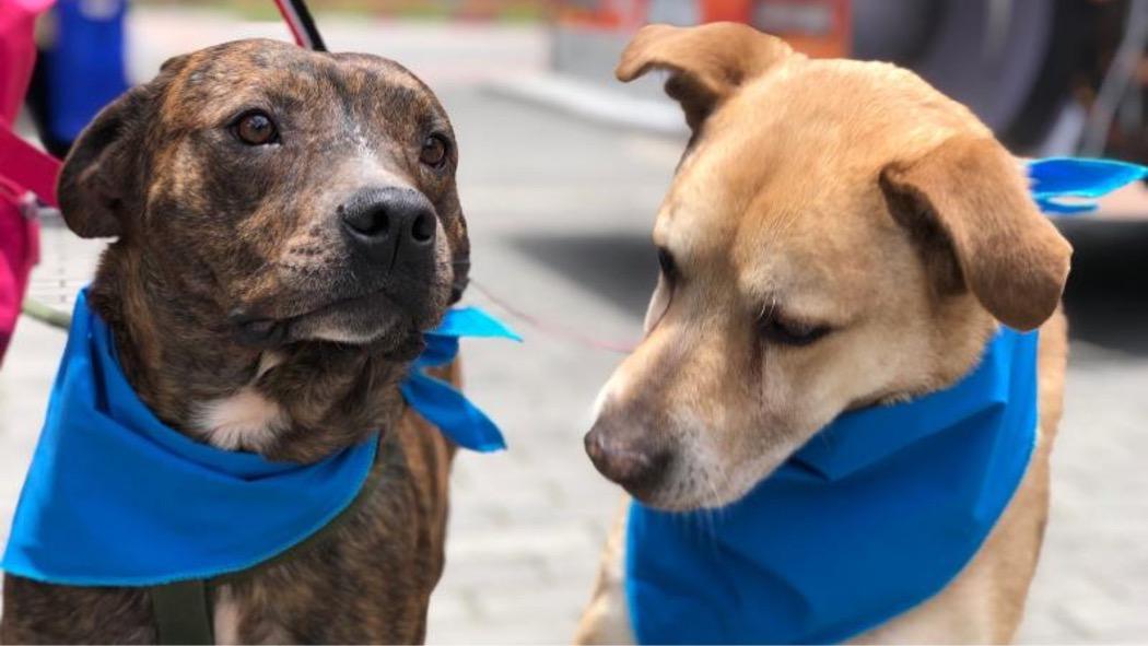 La jornada de adopciones se realizará de 11:00 a.m. a 3:00 p.m. Foto: IDPYBA