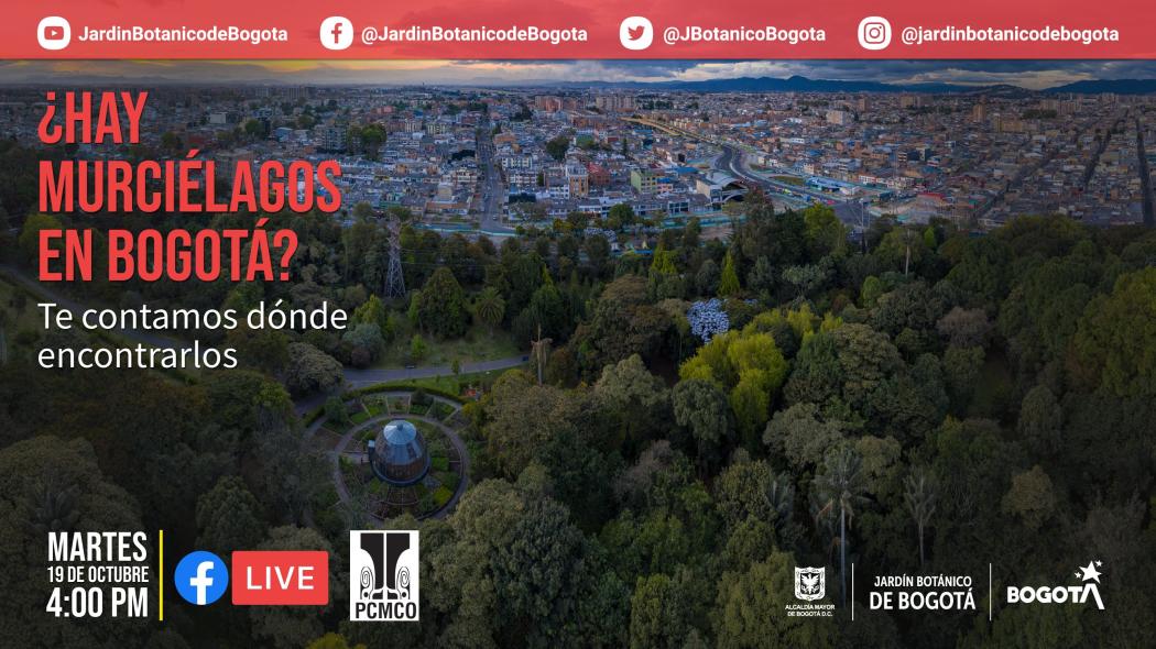 Los murciélagos son mamíferos nocturnos que habitan en los humedales y parques de Bogotá.