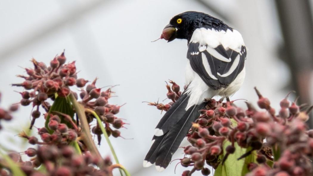 Avistamiento de aves este 11 de febrero en el cerro de Monserrate