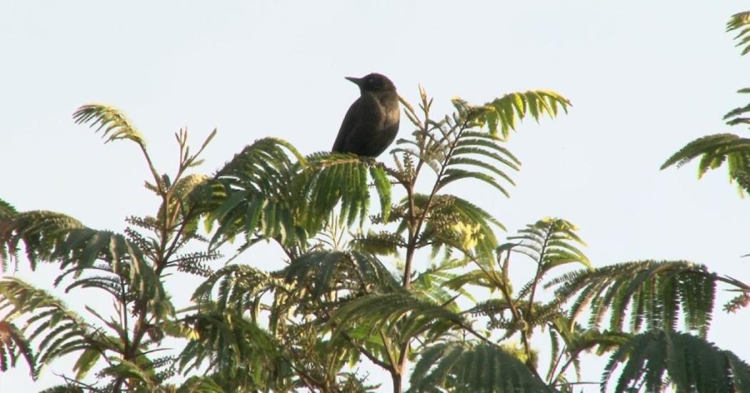 Avistamiento de aves y fauna este 20 de febrero en la capital del país