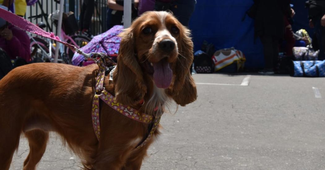 Jornada de adopción de animales en el centro comercial Outlet Factory