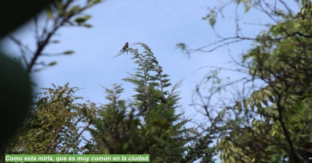 Semana del Medio Ambiente: Actividades para hacer este fin de semana