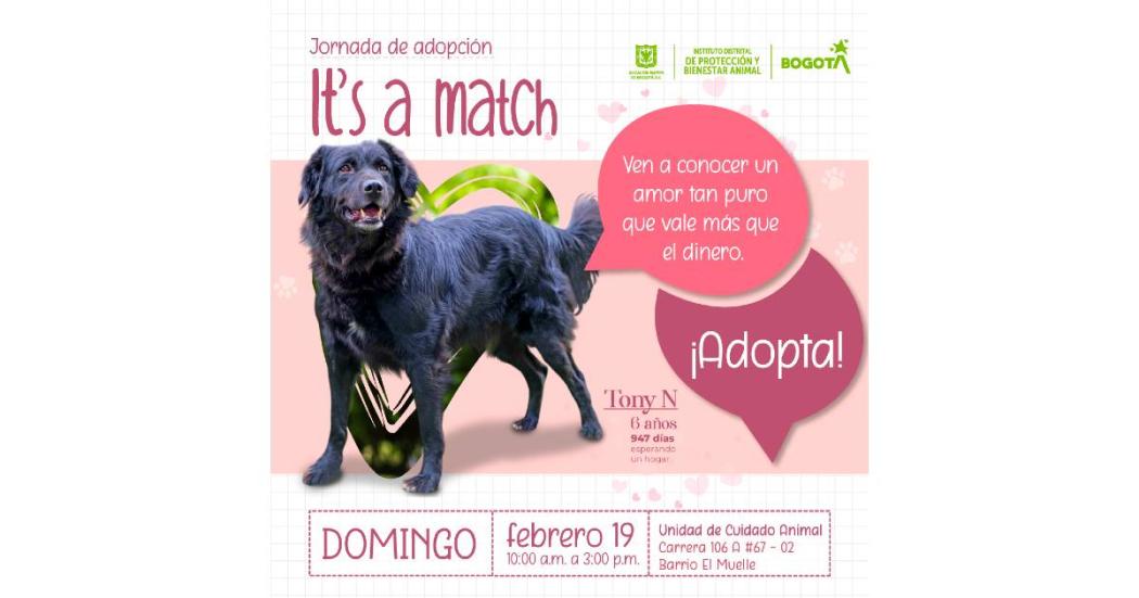 Jornada de adopción de animales en Bogotá este domingo 19 de febrero