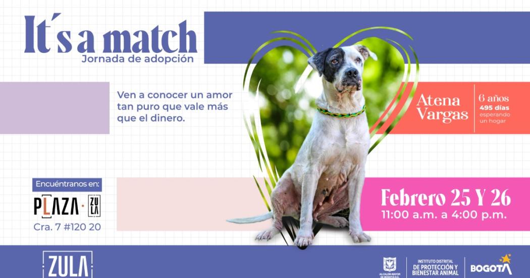 Jornada de adopción de perros y gatos en el Centro Comercial Zula