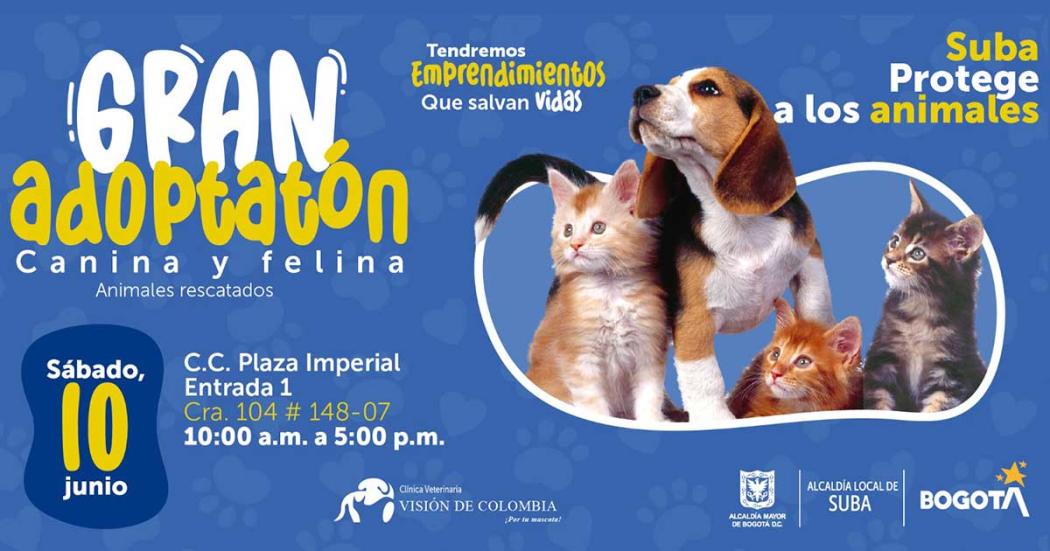 Conoce un amigo en la 'adoptatón' de perros y gatos en Suba ¡junio 11!