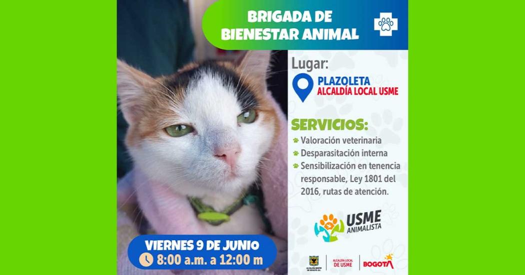 Gran jornada gratuita de bienestar para mascotas este 9 de junio