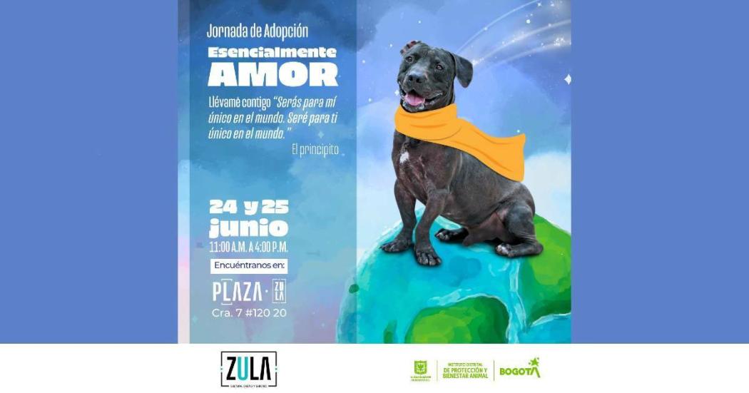 Jornada de adopción de perros y gatos este 24 y 25 de junio de 2023