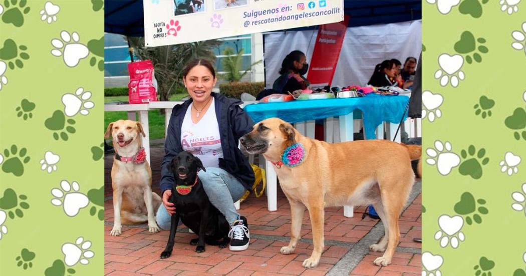 Jornada de adopción de perros y gatos en los Hippies: septiembre 10