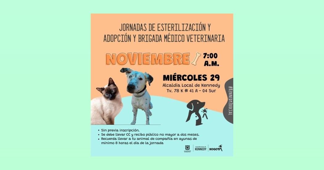 Lleva a tu mascota a la jornada de esterilización en Kennedy el 29 de noviembre