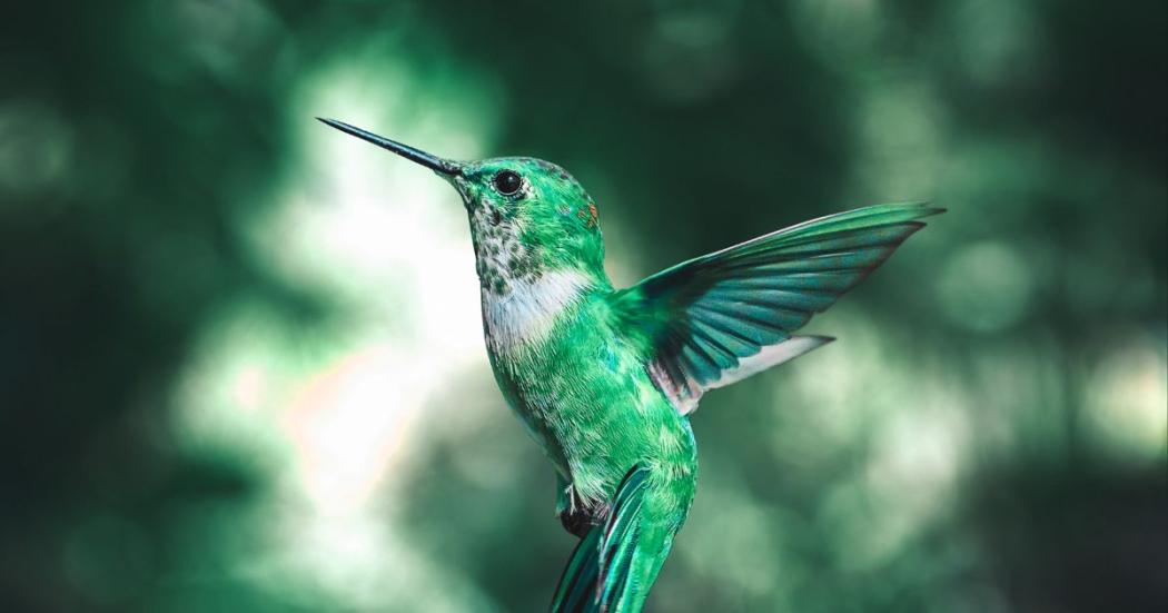 Avistamiento de aves para la comunidad sorda en Bogotá ¡Inscríbete ya! 