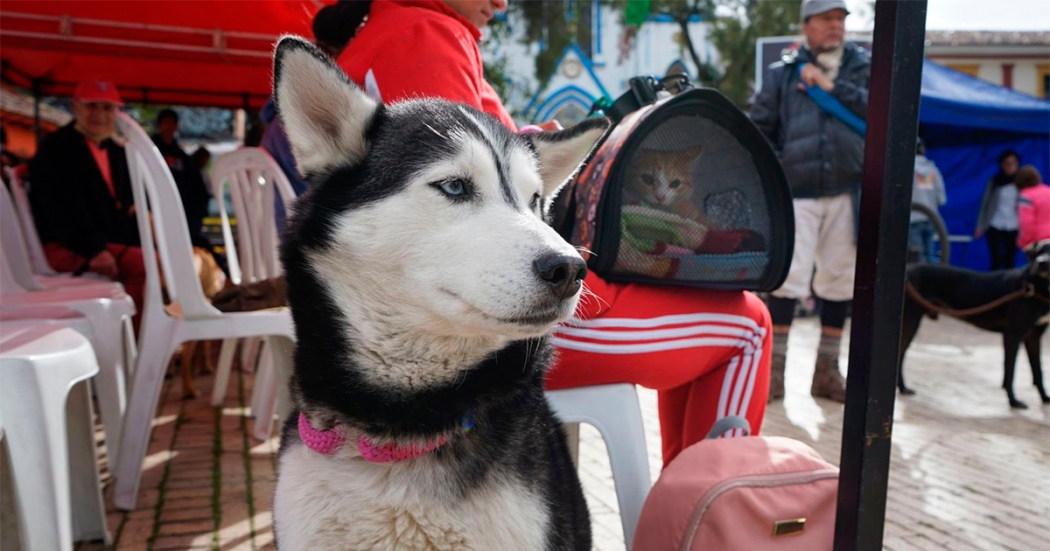 Asiste con tu mascota a la jornada de esterilización el 17 de febrero en Suba