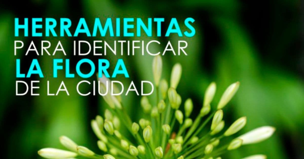 Febrero 28: herramientas digitales para identificar la flora de Bogotá