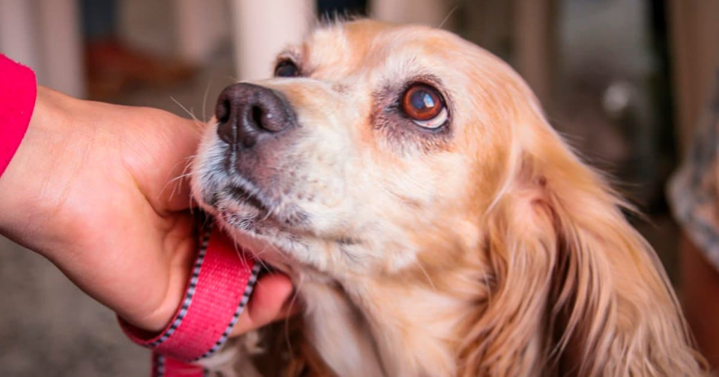 Jornada de esterilización en Chapinero este 24 de febrero ¡Lleva a tu mascota!