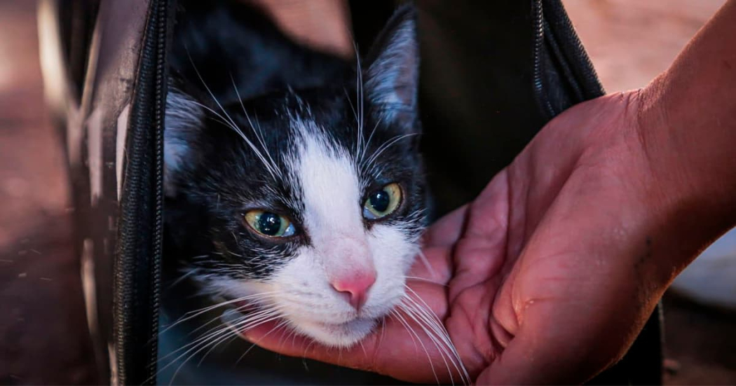 Asiste con tu mascota a la jornada de esterilización en Chapinero ¡2 de marzo!