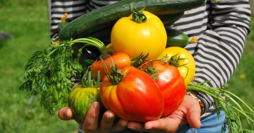 Mercado Campesino Agroecológicos