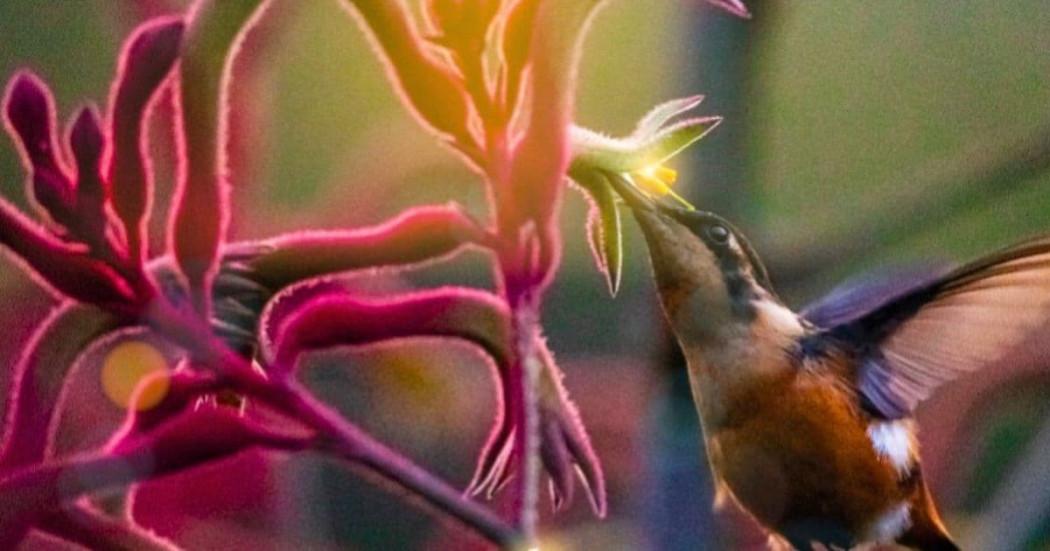 Navidad en Bogotá 2024 en el Jardín Botánico de Bogotá 