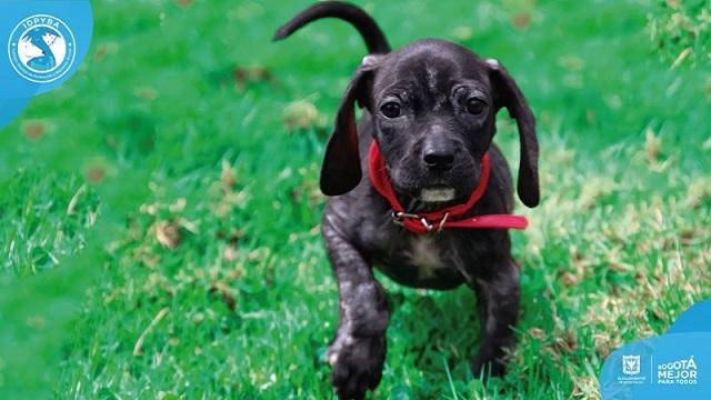 En Expopet 2017, conozca los planes del Distrito para nuestros animales. Foto: Protección y Bienestar Animal 