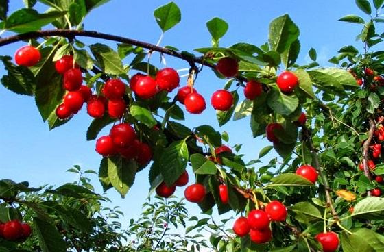 Alcaldía local dota con árboles frutales los antejardines de Antonio Nariño 