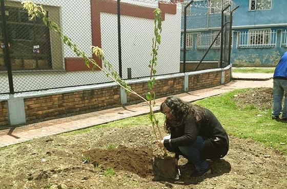 Jornada de plantación-Foto: Alcaldía Local de San Cristóbal