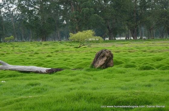 Dos nuevos parques ecológicos para dos localidades de Bogotá 