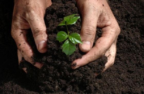 Habitantes de San Cristóbal y Usaquén hoy en jornada de siembra y adopción de plantas