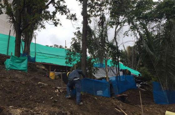 Intervención de árboles - Foto: Secretaría de Ambiente