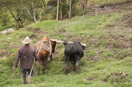 Participe hoy y mañana en la XIV Feria Agroambiental de Sumapaz