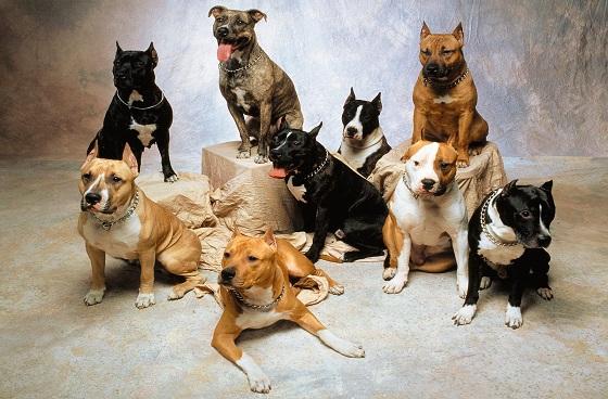 Perros potencialmente peligrosos-Foto: www.animalclan.com