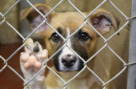 Adopción, una alternativa para perros y gatos