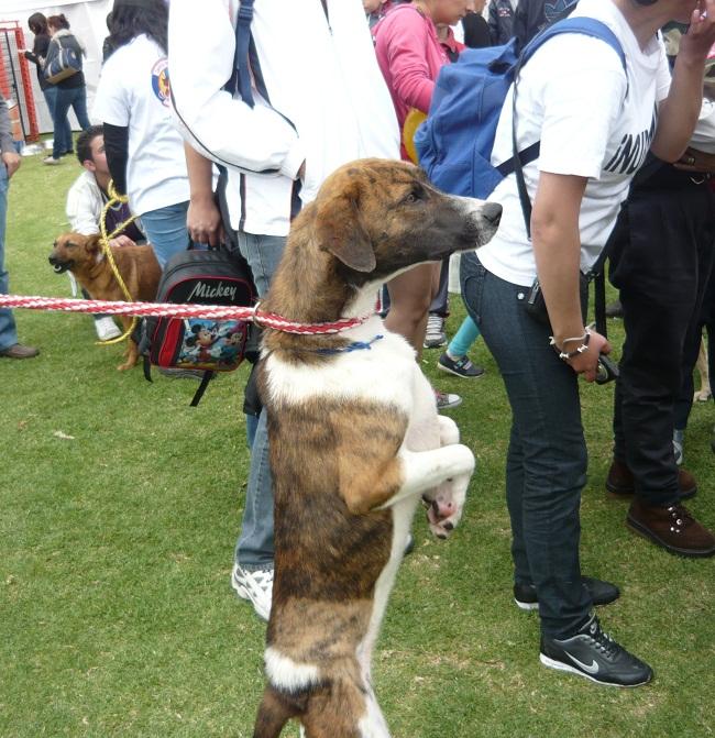 Perros - Foto: Alcaldía Mayor de Bogotá