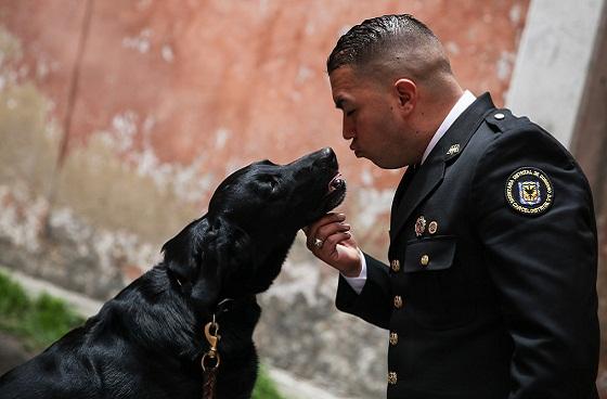 Perros cárcel Distrital - Foto: Prensa Secretaría de Gobierno