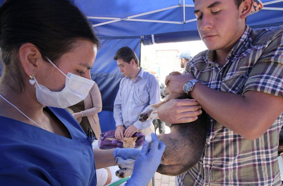 Urgencias veterinarias - Foto: Gerencia de Protección Animal