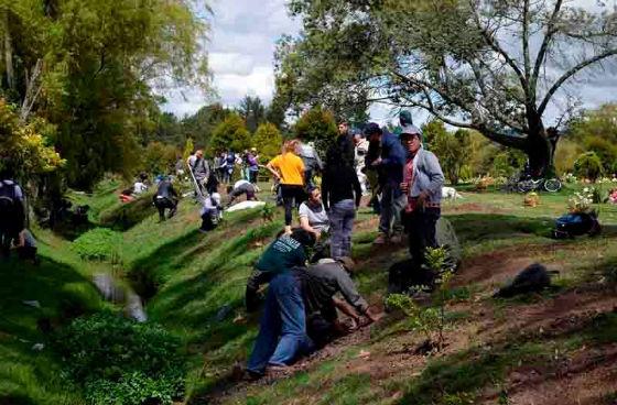 Domingo segunda jornada de siembra de árboles quebrada Aguas Calientes