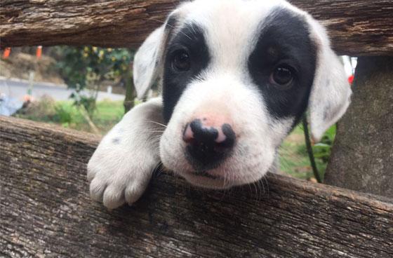 En Bogotá hay 6500 voluntarios para defender a las mascotas