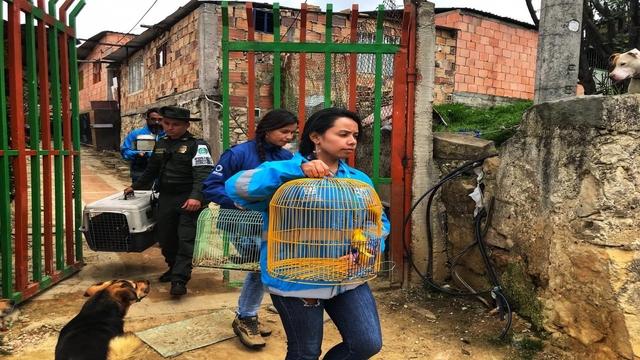 Incautación de aves silvestres - Foto: Secretaría Distrital de Ambiente