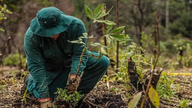 Plantación masiva y simultánea de árboles - Foto: Jardín Botánico de Bogotá