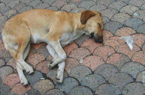 Perro de la calle - Foto: www.taringa.net