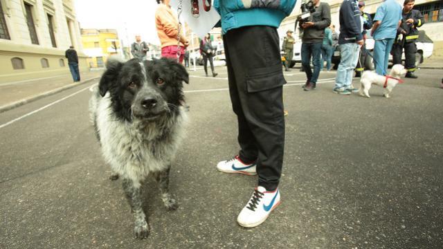 Perro adoptado - Foto: Bienestar Animal