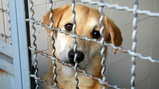 Perro para adopción -Foto: bogota.gov.co