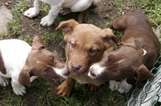 Perros zoonosis - Foto: Prensa Alcaldía Mayor / Diego Bauman 